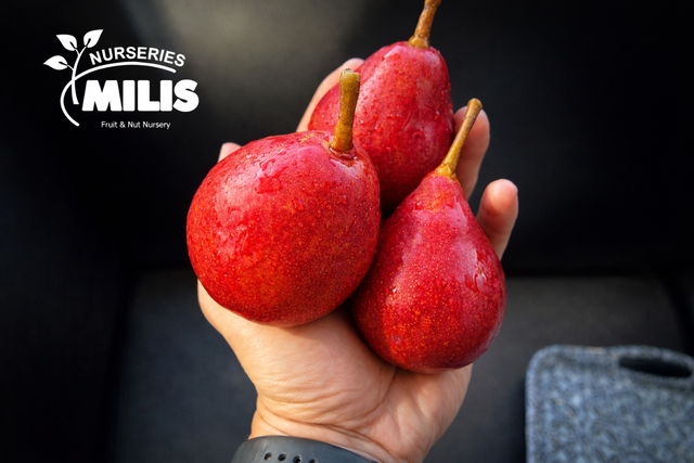 Red Wiliams Φωτογραφία 1